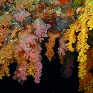 Coral2.JPG